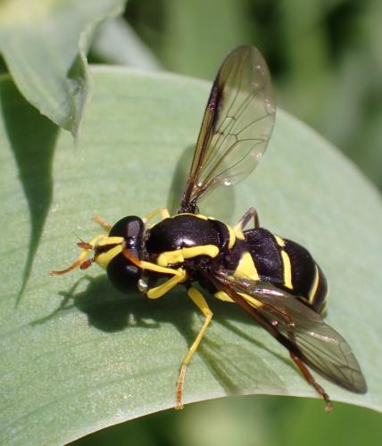 Philhelius pedissequus